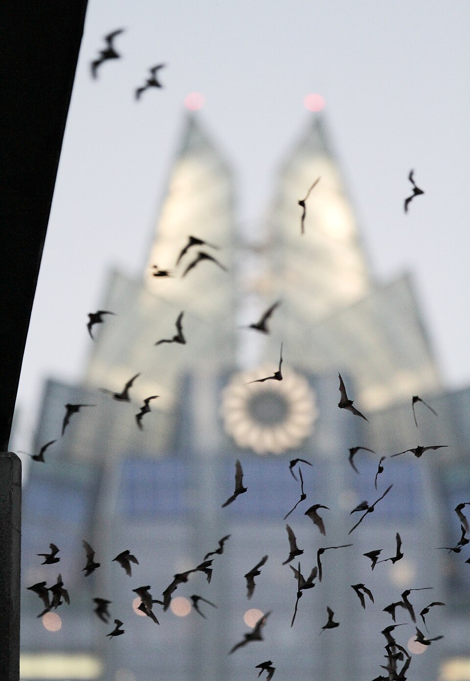 Mexican free-tailed bats flying under the bridge